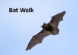 Bat Walk Image Bookinglive 002