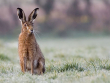 Brown hare Damian Waters SWT10555