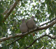 Collared Doves 210723