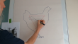 Drawing with Shapes