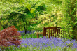 Green Island gardens bluebells and Azaleas 940x627