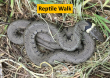 Reptile Walk 03062023