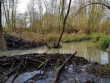 beavers flood path