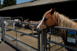 pets corner horses2