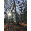Woodland view RTW 160125